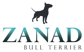 Zanad Bull Terrier